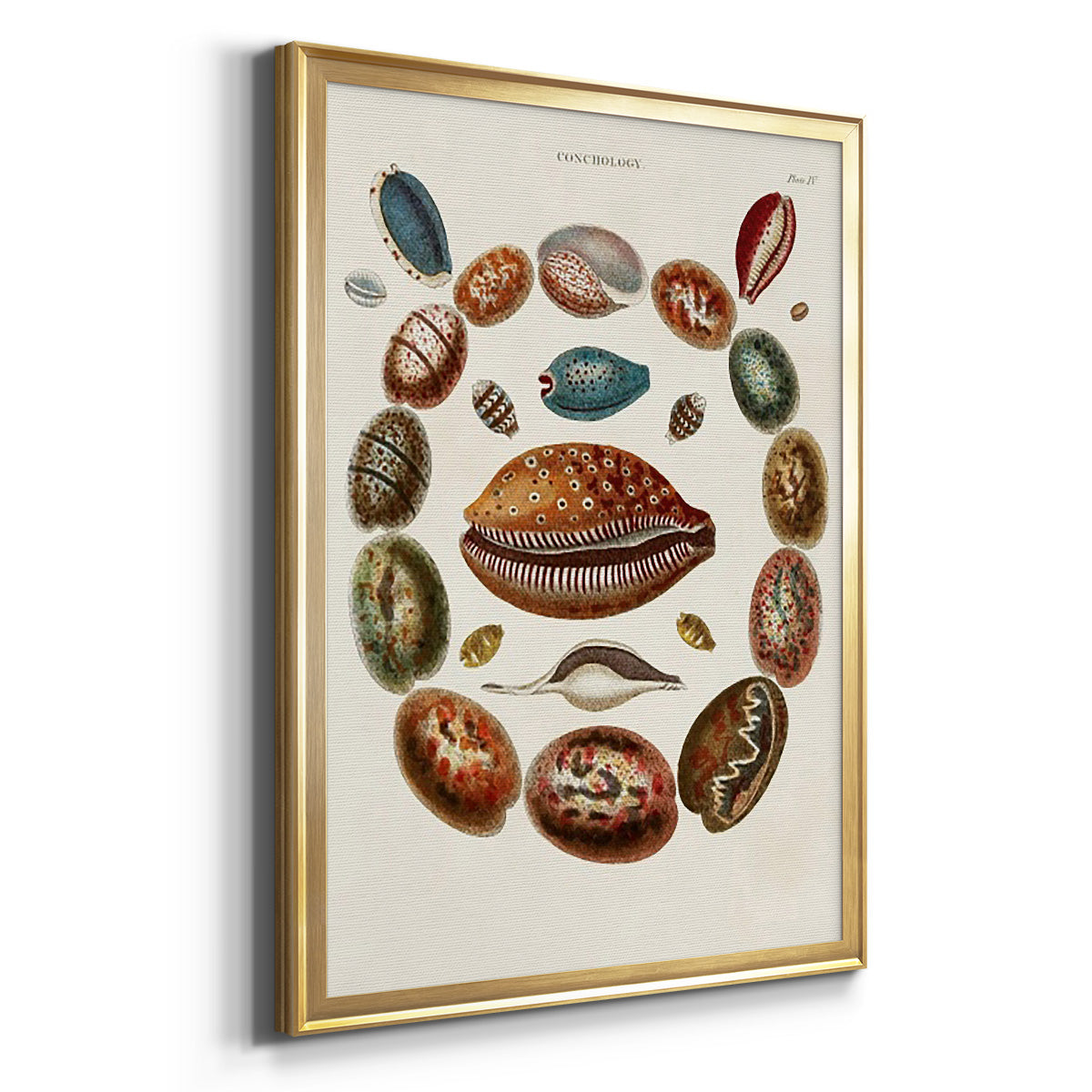 Spiral Shell Formation II Premium Framed Print - Ready to Hang
