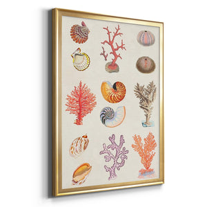 Coral & Shell Collage I Premium Framed Print - Ready to Hang