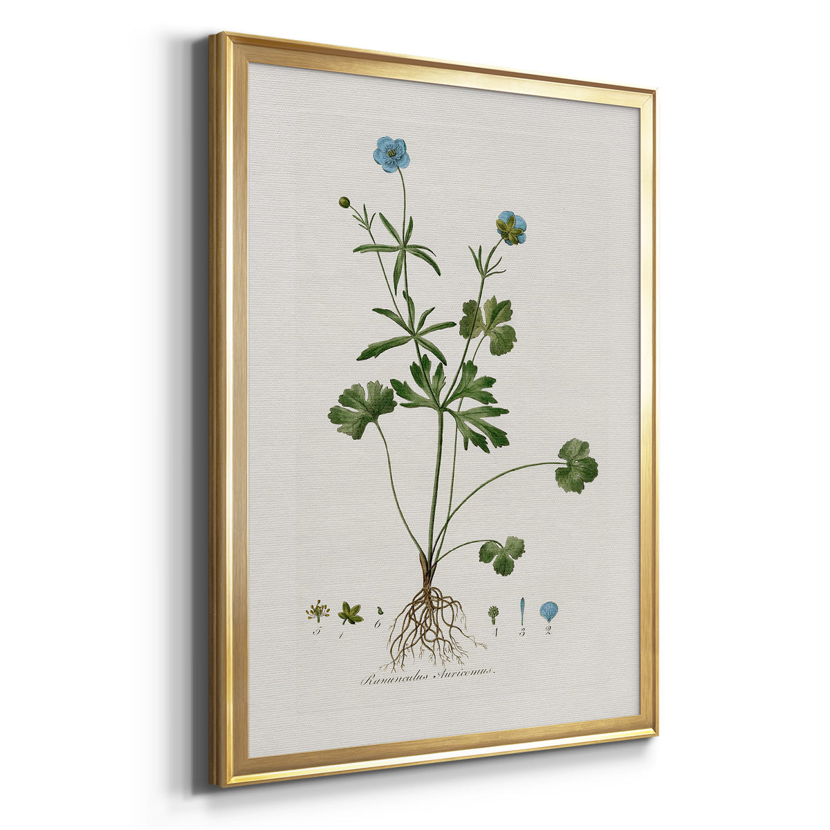 Buttercup Study Premium Framed Print - Ready to Hang