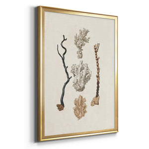 Knorr Shells & Coral V Premium Framed Print - Ready to Hang