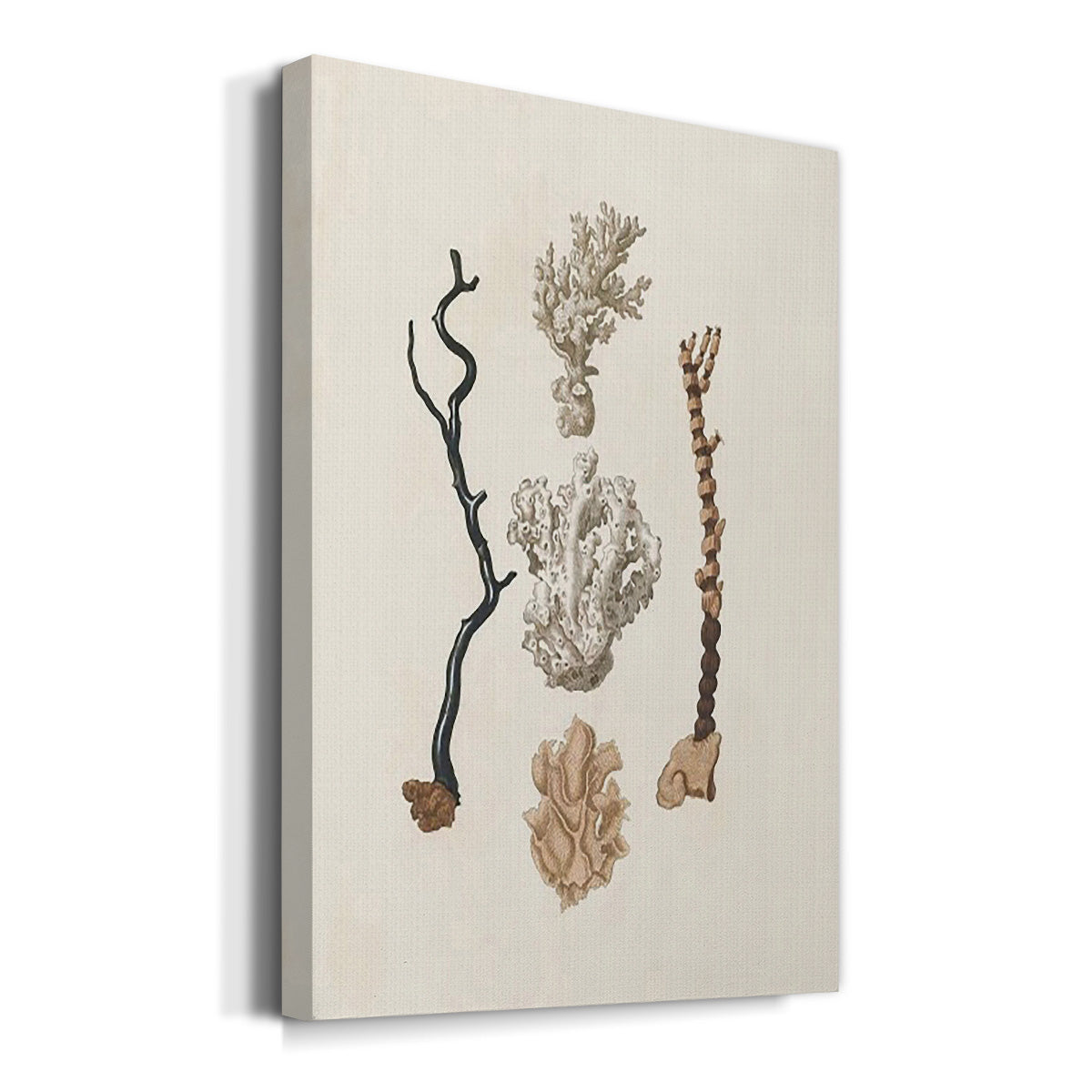Knorr Shells & Coral V Premium Gallery Wrapped Canvas - Ready to Hang