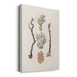 Knorr Shells & Coral V Premium Gallery Wrapped Canvas - Ready to Hang