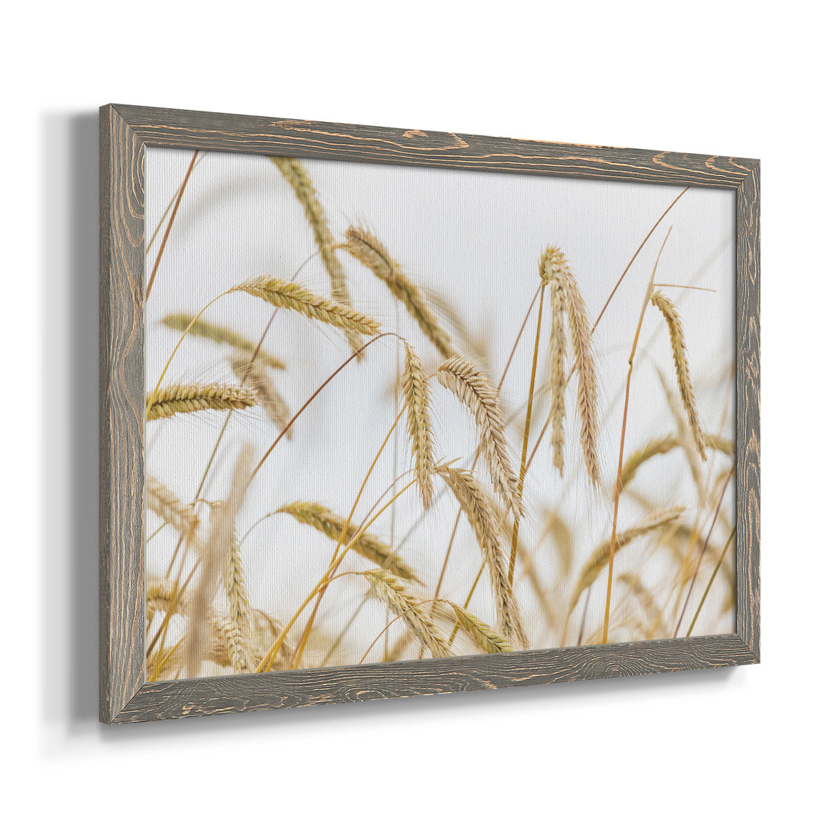 Wheat-Premium Framed Canvas - Ready to Hang