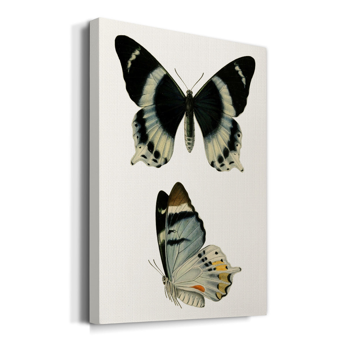 Antique Blue Butterflies I Premium Gallery Wrapped Canvas - Ready to Hang