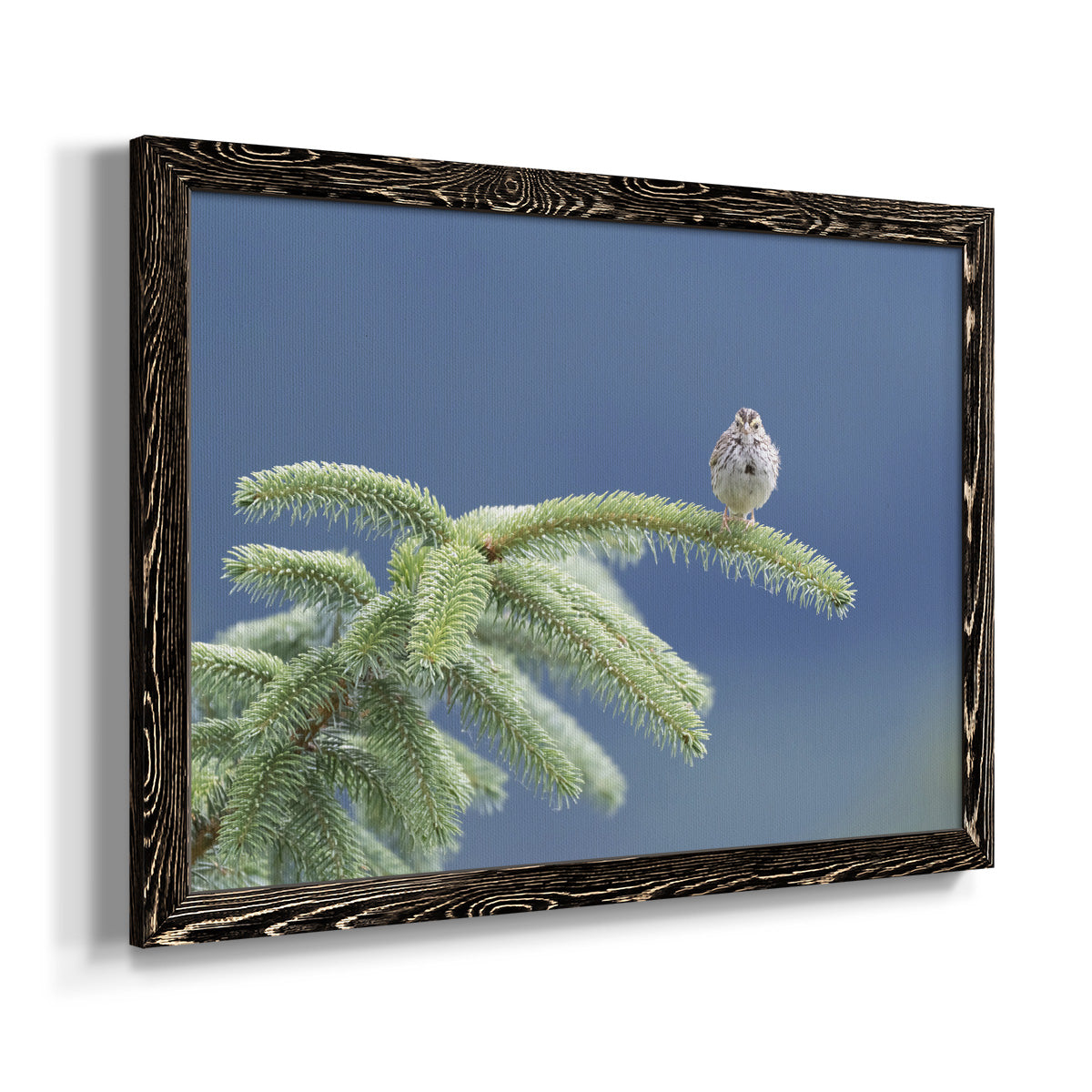 Evergreen Perch-Premium Framed Canvas - Ready to Hang