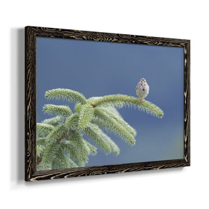 Evergreen Perch-Premium Framed Canvas - Ready to Hang