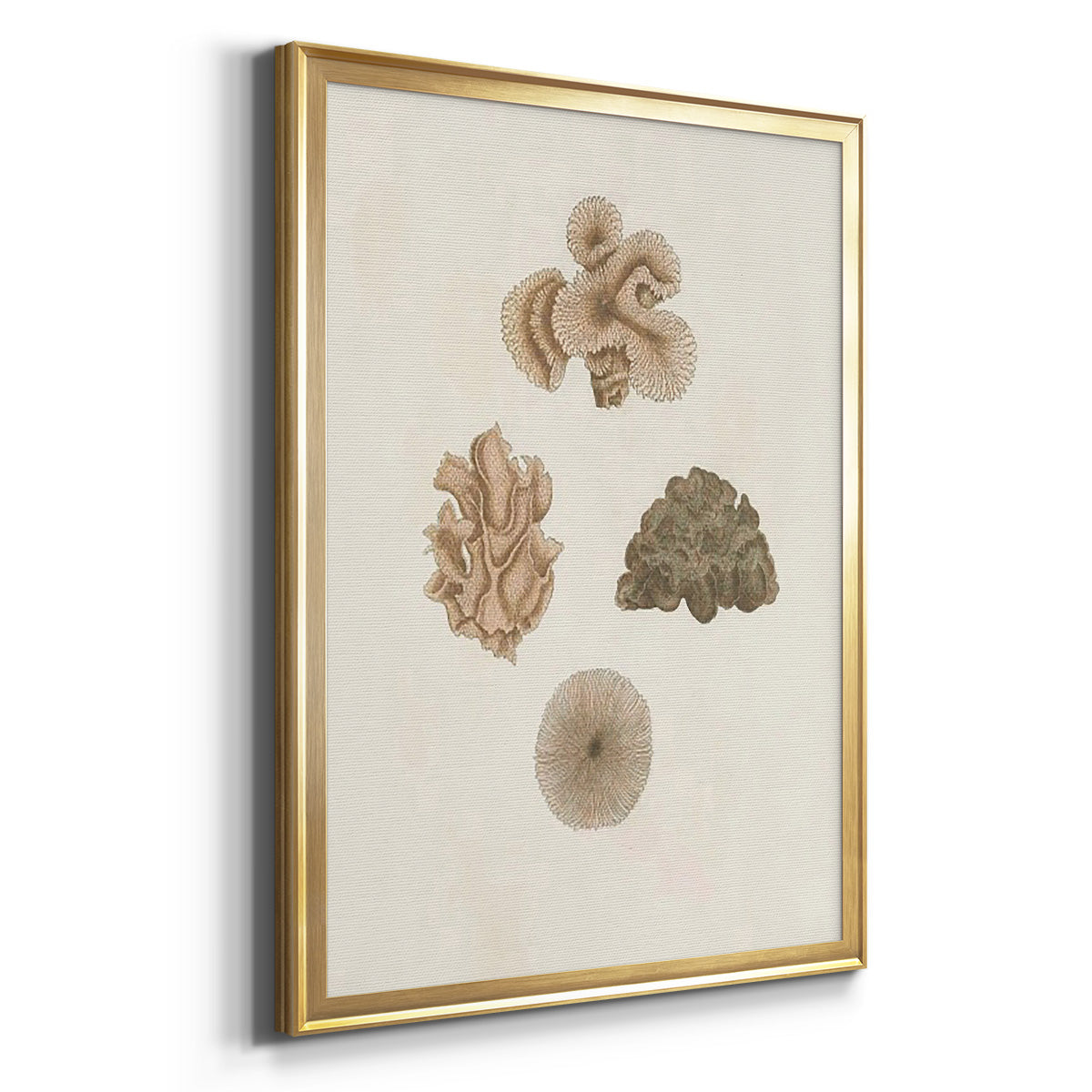 Knorr Shells & Coral VIII Premium Framed Print - Ready to Hang