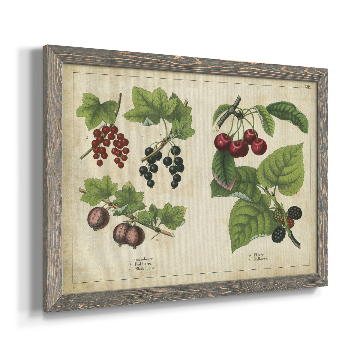 Kitchen Fruits III-Premium Framed Canvas - Ready to Hang