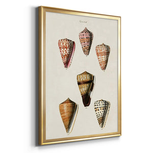 Cone Shell Collection IV Premium Framed Print - Ready to Hang