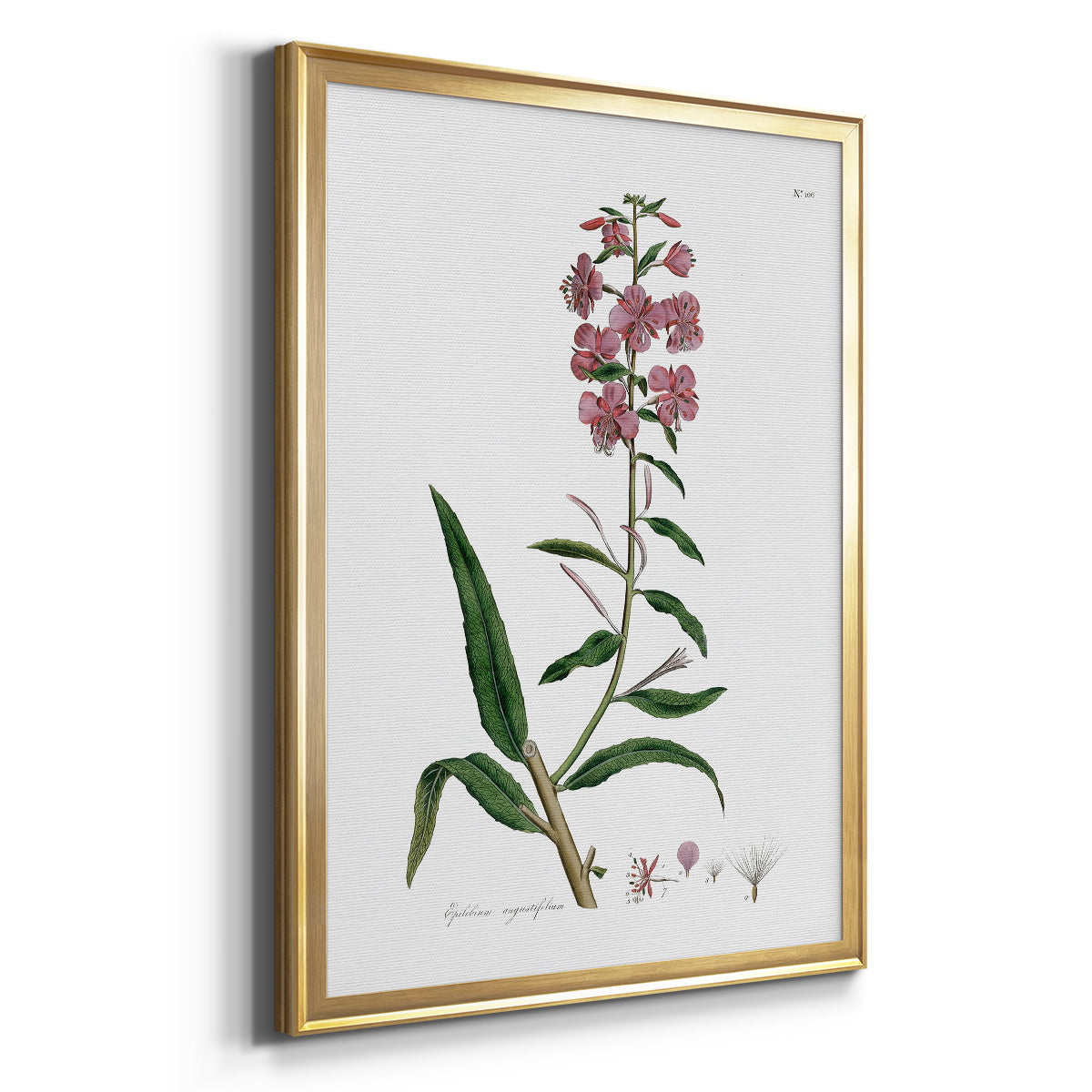 Rose Botanical I Premium Framed Print - Ready to Hang