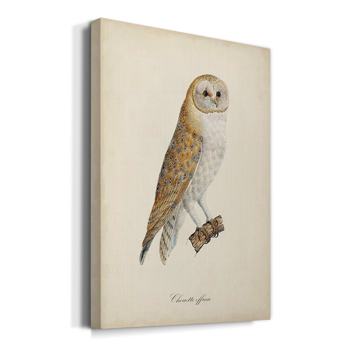 French Owls VI Premium Gallery Wrapped Canvas - Ready to Hang