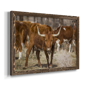 Longhorns-Premium Framed Canvas - Ready to Hang