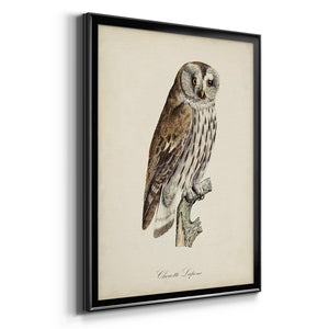 French Owls III Premium Framed Print - Ready to Hang