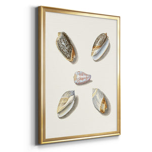 Pastel Knorr Shells III Premium Framed Print - Ready to Hang
