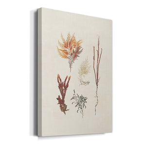 Knorr Shells & Coral VII Premium Gallery Wrapped Canvas - Ready to Hang