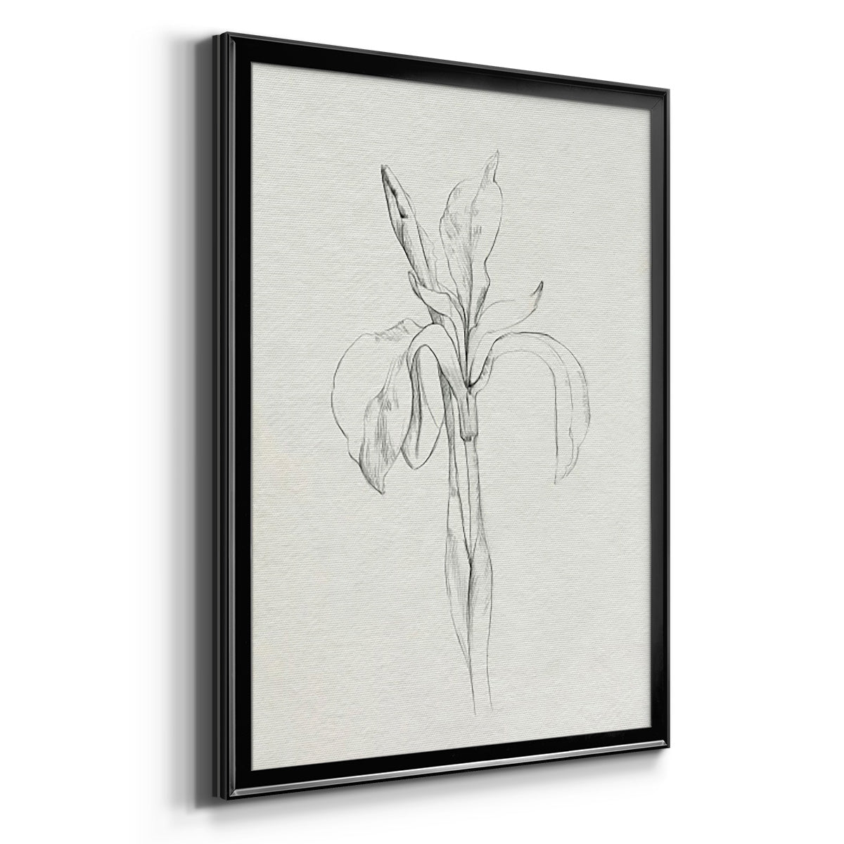 Neutral Iris Sketch II Premium Framed Print - Ready to Hang
