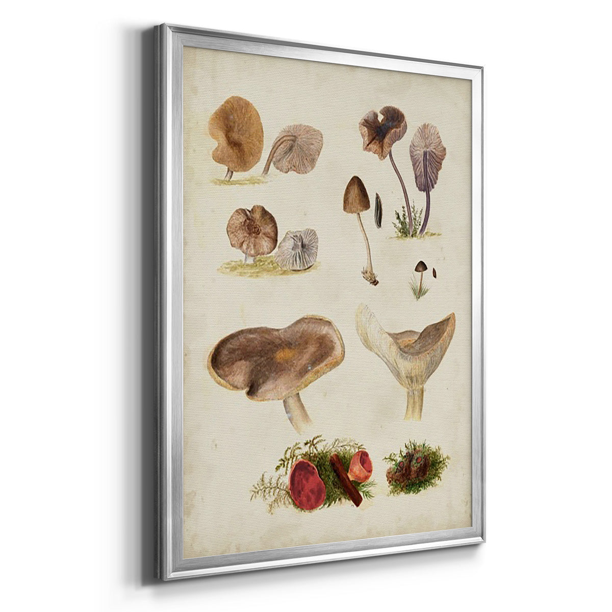 Mushroom Species III Premium Framed Print - Ready to Hang