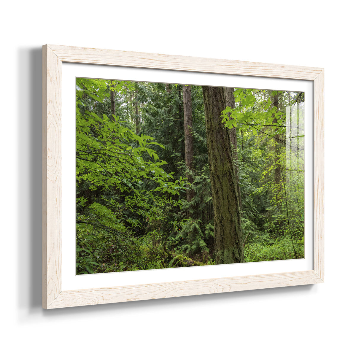 Calm of the Forest-Premium Framed Print - Ready to Hang