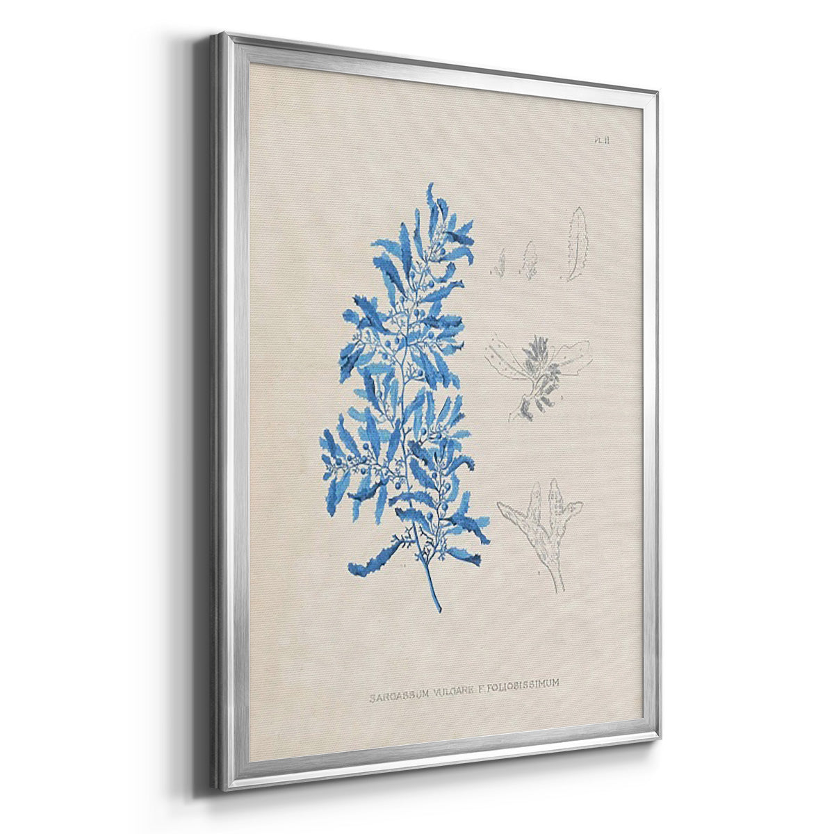 Blue Marine Algae VI Premium Framed Print - Ready to Hang