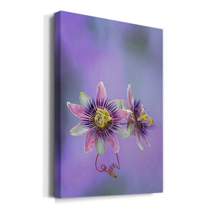 Exotic Flower Burst II Premium Gallery Wrapped Canvas - Ready to Hang
