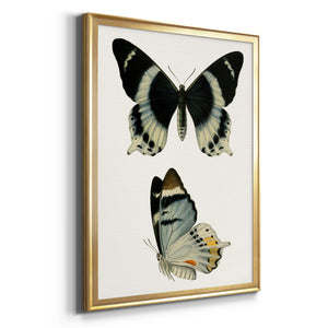 Antique Blue Butterflies I Premium Framed Print - Ready to Hang