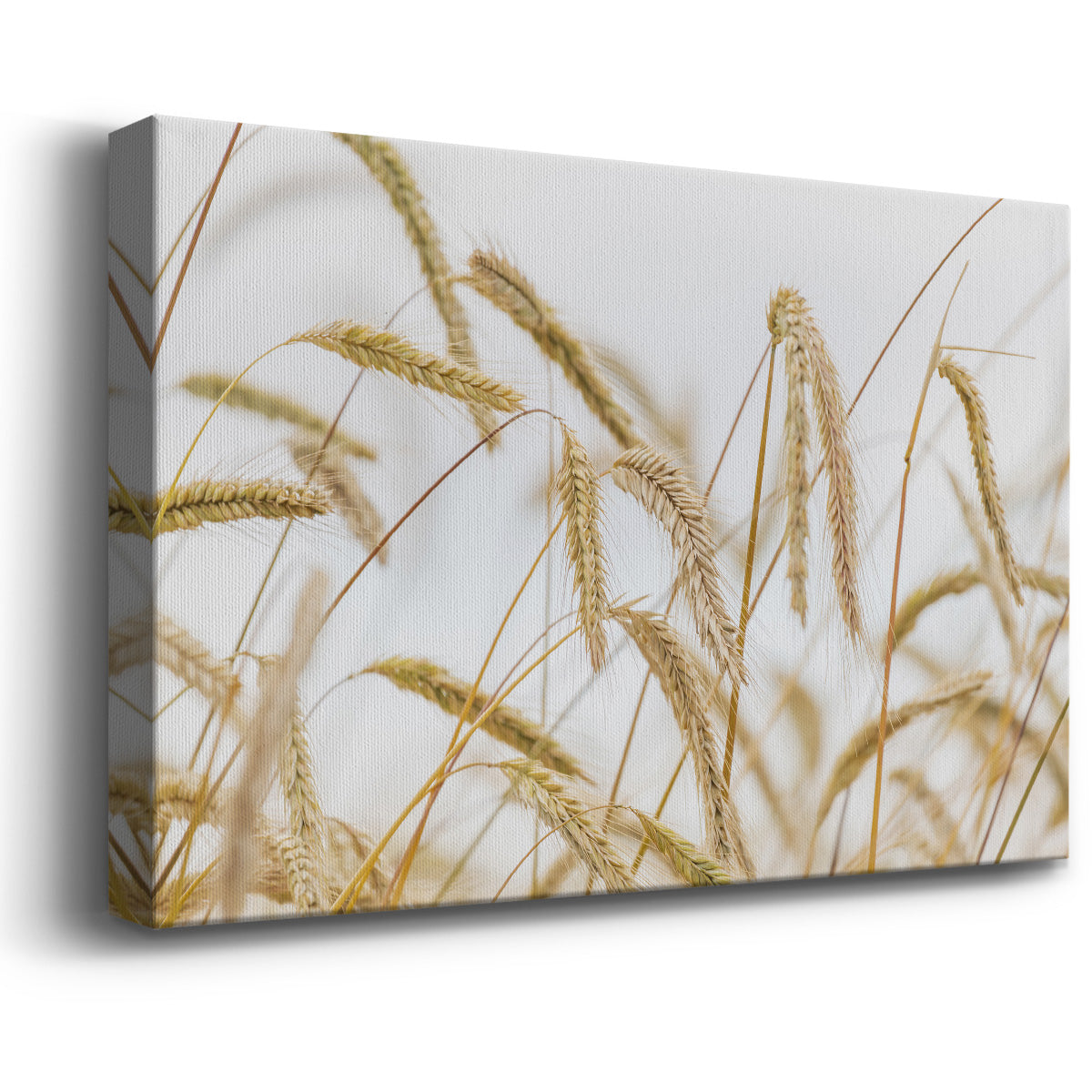 Wheat Premium Gallery Wrapped Canvas - Ready to Hang