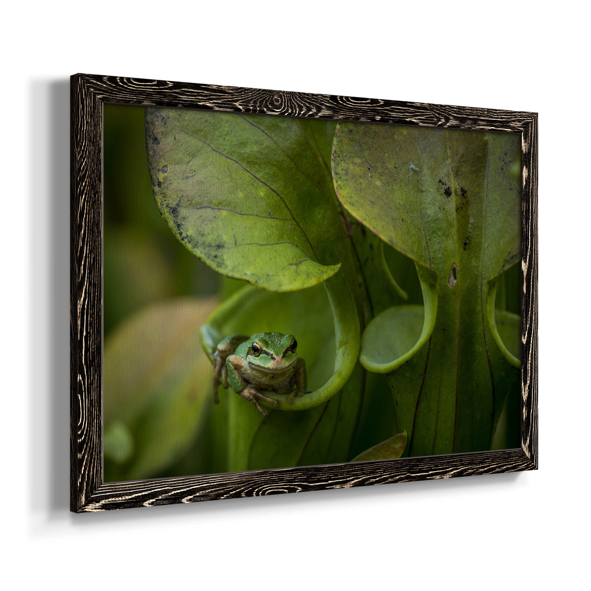 Arboreal Refuge-Premium Framed Canvas - Ready to Hang