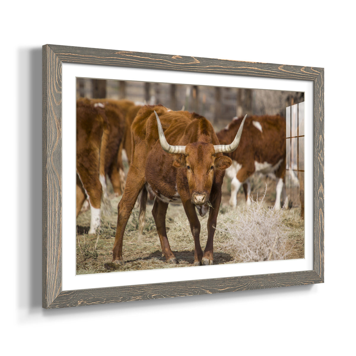 Longhorns-Premium Framed Print - Ready to Hang
