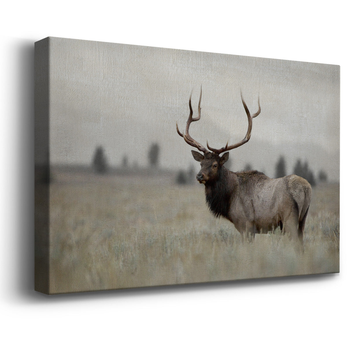 Grand Elk Premium Gallery Wrapped Canvas - Ready to Hang