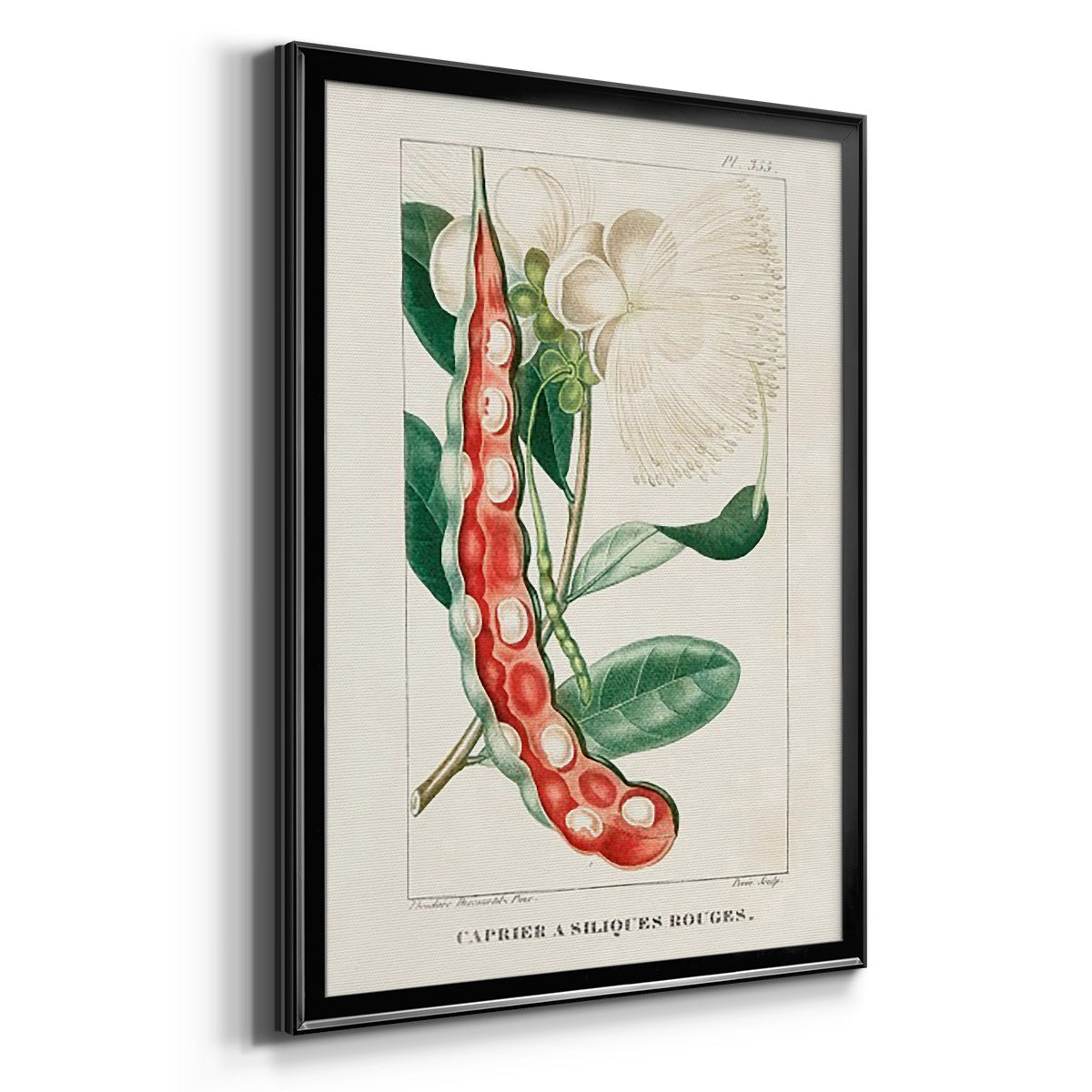 Turpin Tropical Botanicals VIII Premium Framed Print - Ready to Hang