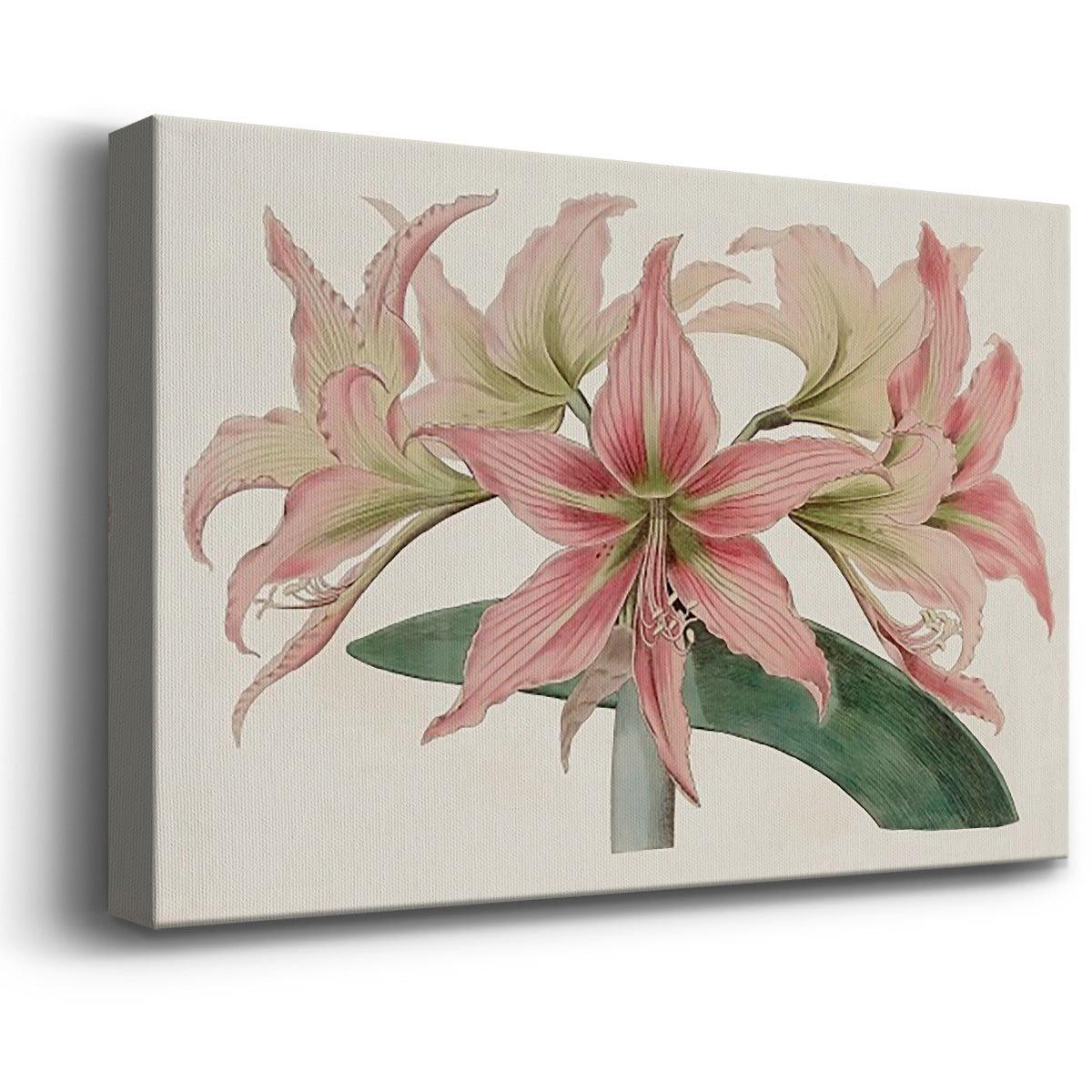 Amaryllis Varietals I Premium Gallery Wrapped Canvas - Ready to Hang