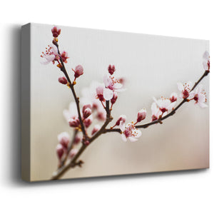 Cherry Blossom Study I Premium Gallery Wrapped Canvas - Ready to Hang