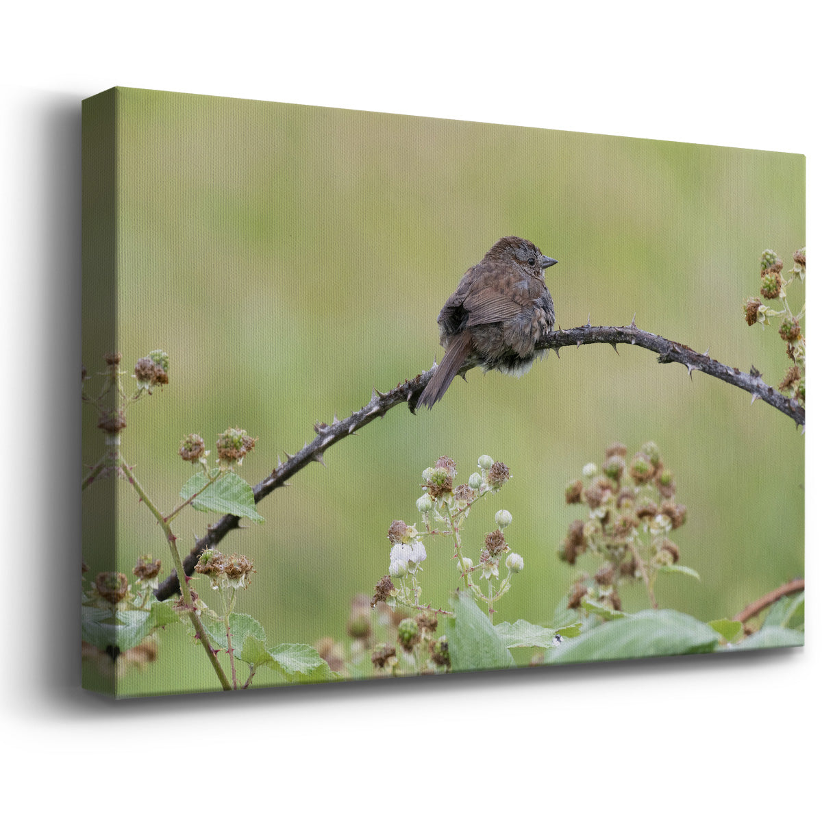 Resting Sparrow Premium Gallery Wrapped Canvas - Ready to Hang