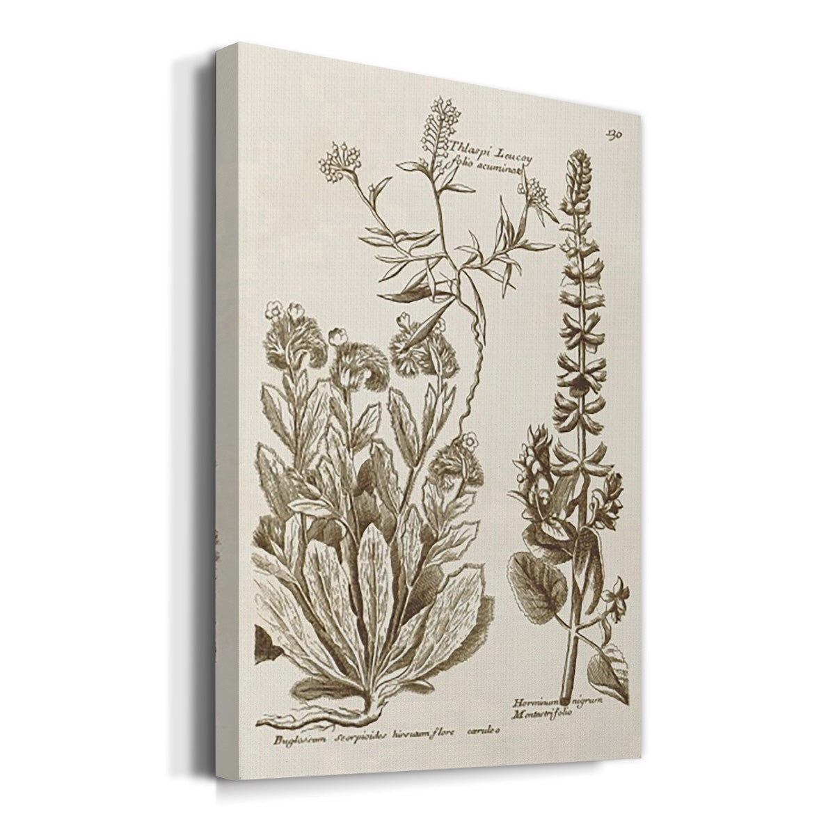 Sepia Botanical Journal IV Premium Gallery Wrapped Canvas - Ready to Hang