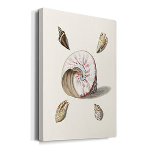 Pastel Knorr Shells II Premium Gallery Wrapped Canvas - Ready to Hang