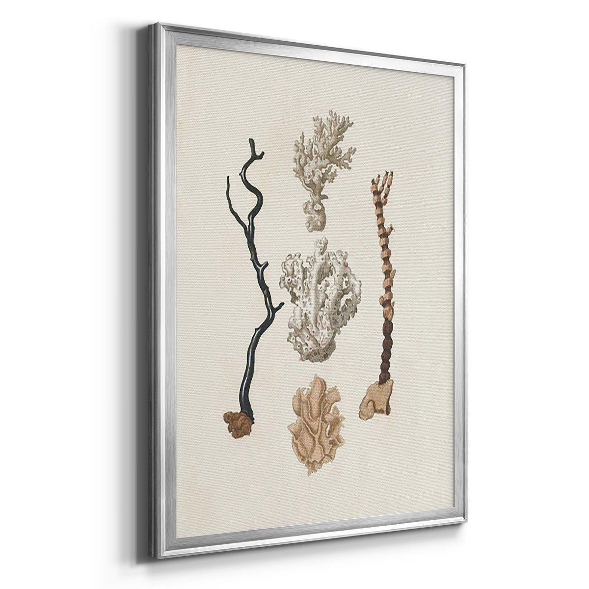 Knorr Shells & Coral V Premium Framed Print - Ready to Hang