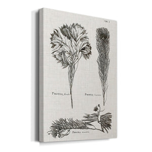 Black & White Protea on Linen I Premium Gallery Wrapped Canvas - Ready to Hang