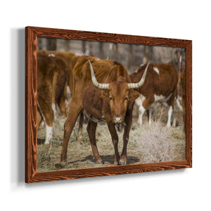Longhorns-Premium Framed Canvas - Ready to Hang