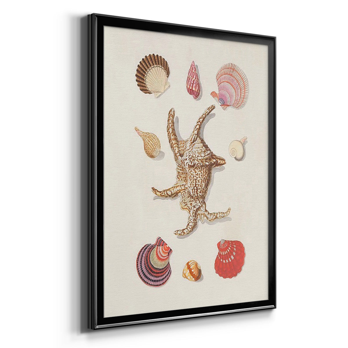 Knorr Shells & Coral II Premium Framed Print - Ready to Hang