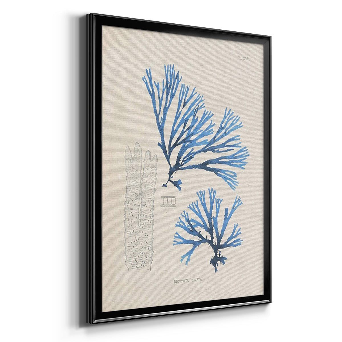 Blue Marine Algae V Premium Framed Print - Ready to Hang