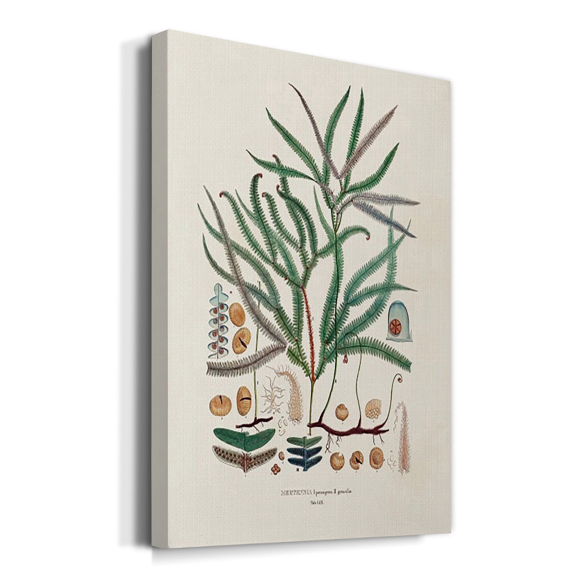 Botanical Society Ferns VII Premium Gallery Wrapped Canvas - Ready to Hang