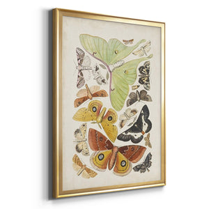 Antique Moths I Premium Framed Print - Ready to Hang