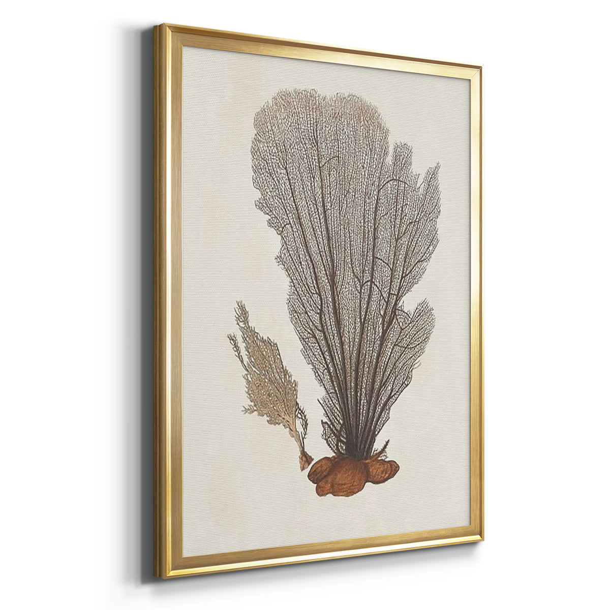 Knorr Shells & Coral III Premium Framed Print - Ready to Hang