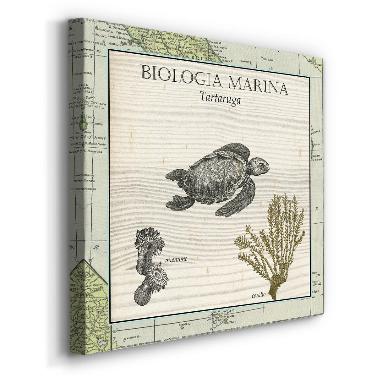 Biologia Marina IV-Premium Gallery Wrapped Canvas - Ready to Hang