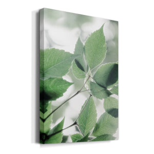 Fields of Green I - Canvas Art Print