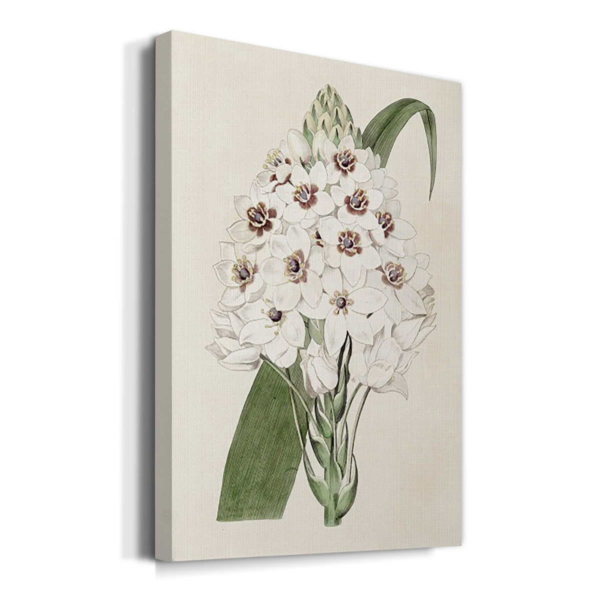 Flore Albo II Premium Gallery Wrapped Canvas - Ready to Hang