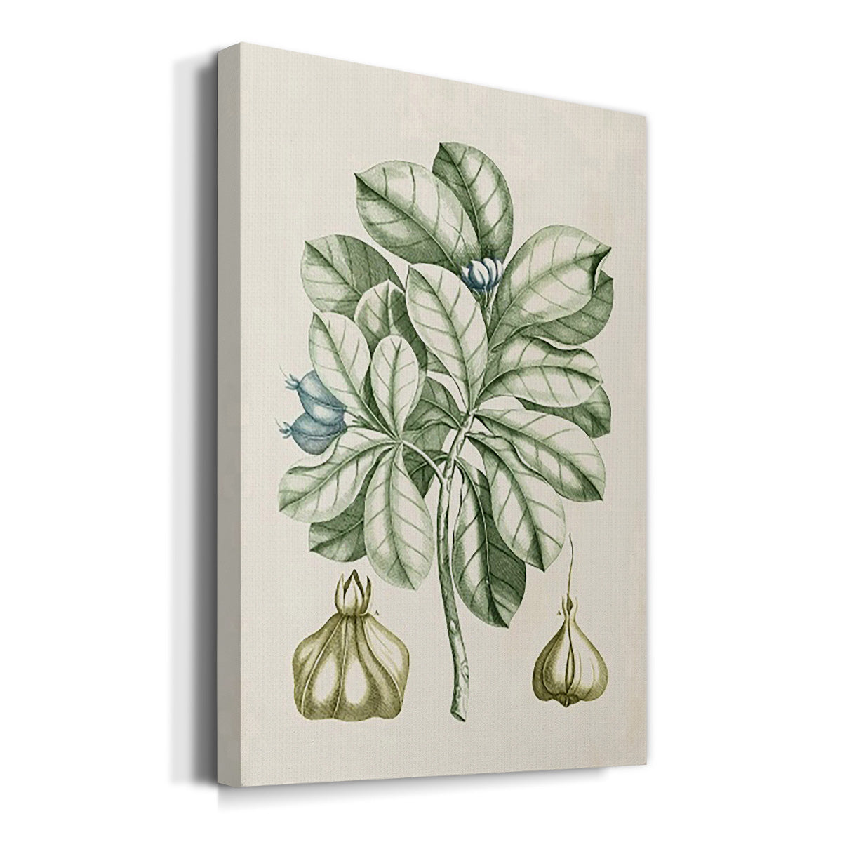 Buchoz Tropicals IX Premium Gallery Wrapped Canvas - Ready to Hang
