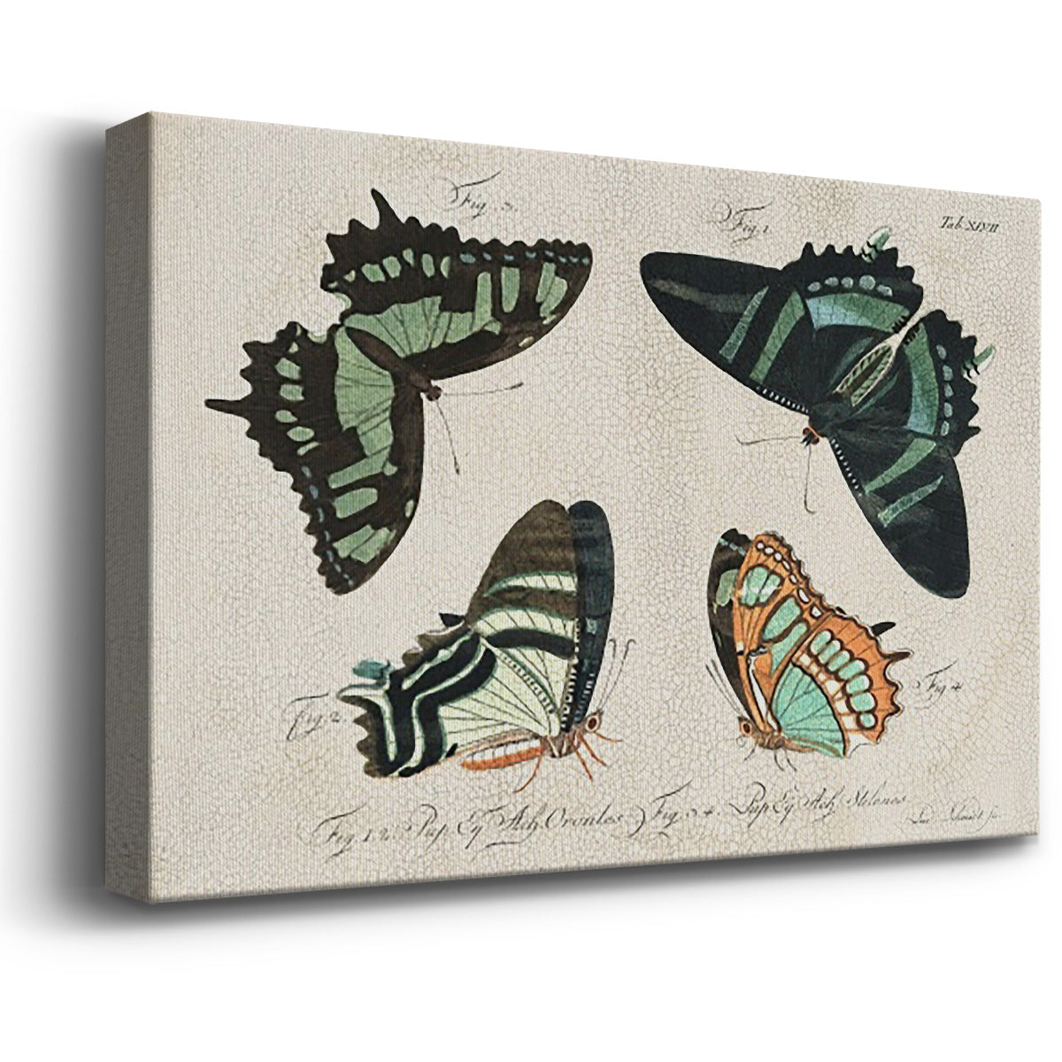 Crackled Butterflies III Premium Gallery Wrapped Canvas - Ready to Hang