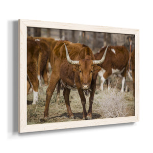 Longhorns-Premium Framed Canvas - Ready to Hang