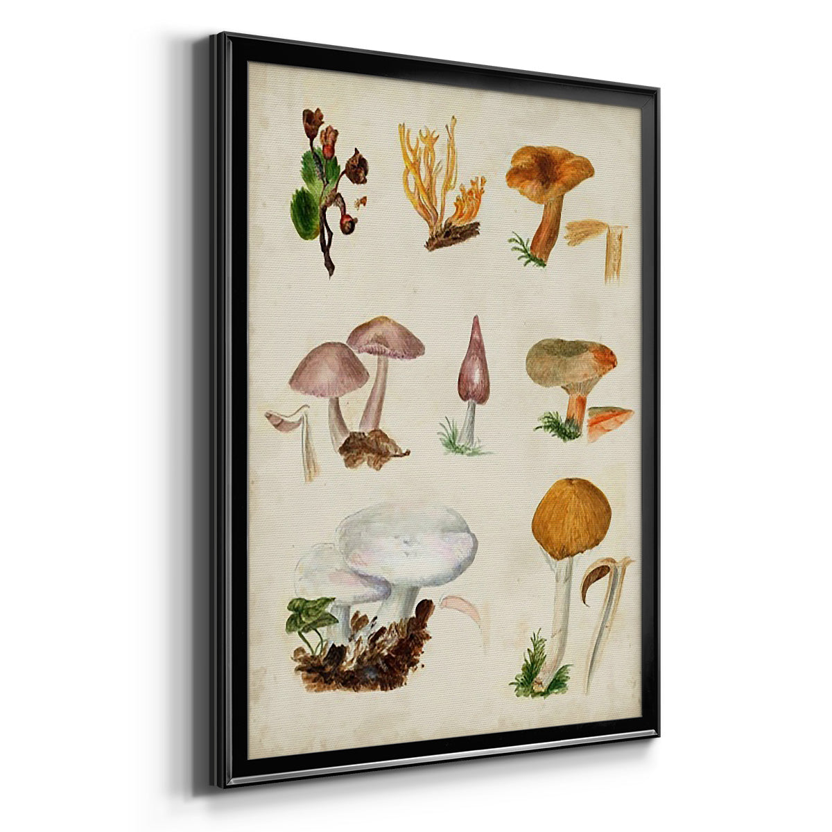 Mushroom Species VI Premium Framed Print - Ready to Hang